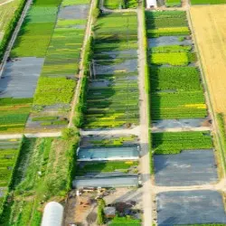 pepinieră de conifere, foioase și plante perene