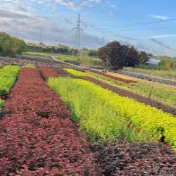 pepinieră de conifere, foioase și plante perene