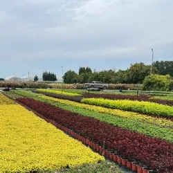 pepinieră de conifere, foioase și plante perene