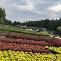 pepinieră de conifere, foioase și plante perene