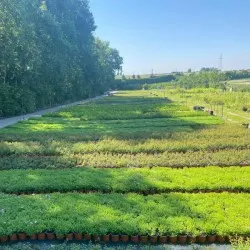 pepinieră de conifere, foioase și plante perene