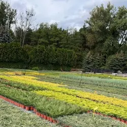 pepinieră de conifere, foioase și plante perene