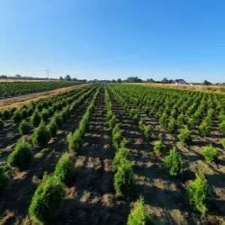 pepinieră de conifere, foioase și plante perene