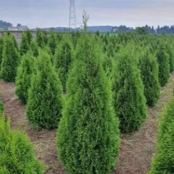 pepinieră de conifere, foioase și plante perene