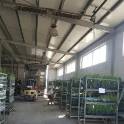 pepinieră de conifere, foioase și plante perene