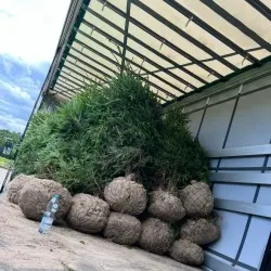pepinieră de conifere, foioase și plante perene