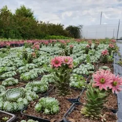 pepinieră de conifere, foioase și plante perene