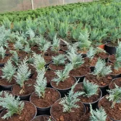 pepinieră de conifere, foioase și plante perene