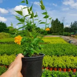pepinieră de conifere, foioase și plante perene