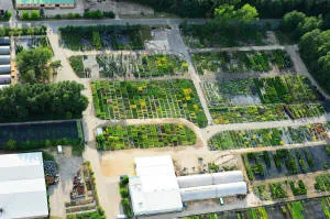 pepinieră de conifere, foioase și plante perene