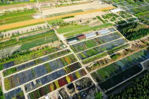 pepinieră de conifere, foioase și plante perene