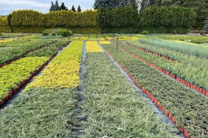pepinieră de conifere, foioase și plante perene