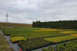 pepinieră de conifere, foioase și plante perene