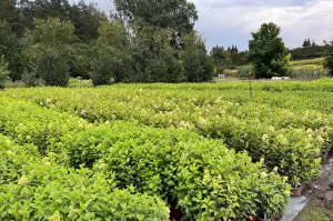 pepinieră de conifere, foioase și plante perene