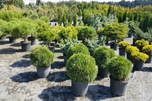 pepinieră de conifere, foioase și plante perene