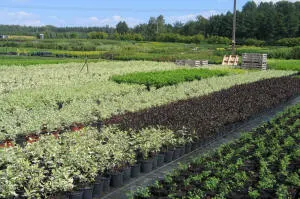 pepinieră de conifere, foioase și plante perene