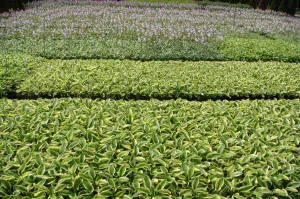 pepinieră de conifere, foioase și plante perene